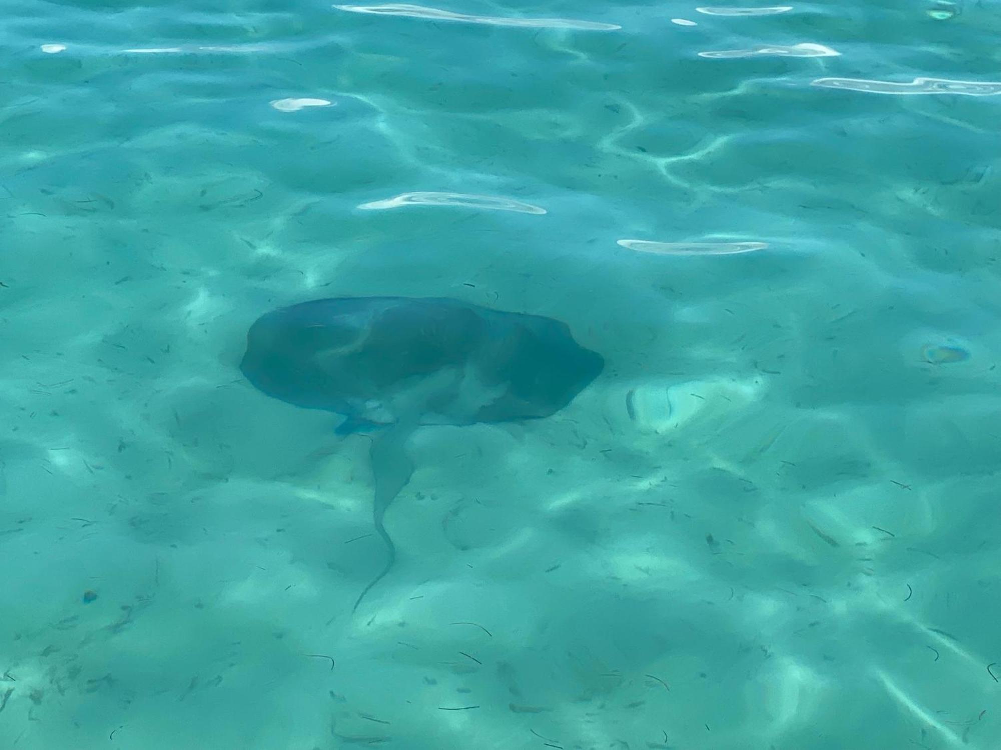 Dolphin Blue Paradise Bocas del Toro Esterno foto